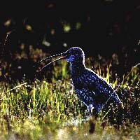 Curlew