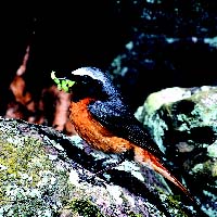 Redstart