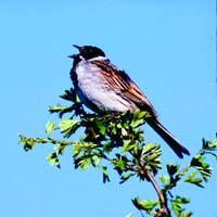 Reed Bunting