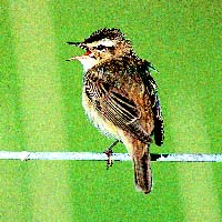 Sedge Warbler