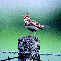 Skylark