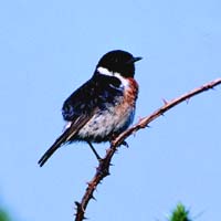 Stonechat