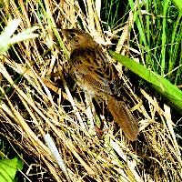 Grasshopper Warbler