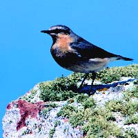 Wheatear