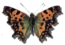 Comma