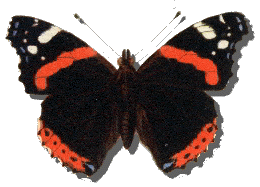 Red Admiral