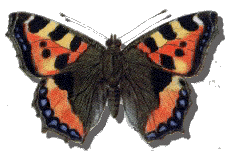 Tortoiseshell