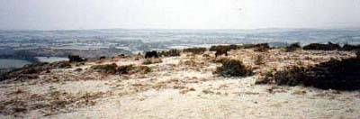 Cattle on the moor.