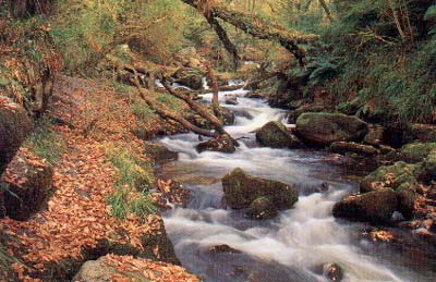 Golitha falls.