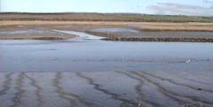 Birds of the River Camel.